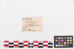 Etiketten zu Bronzering (NHMW-PRAE-024939)